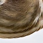 204A6728 Blongios nain